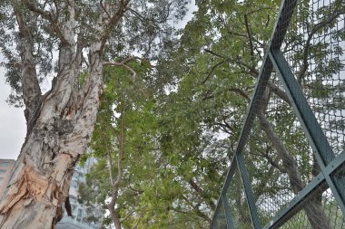 Tai Tung rekreasyon zemin 2018 asmak