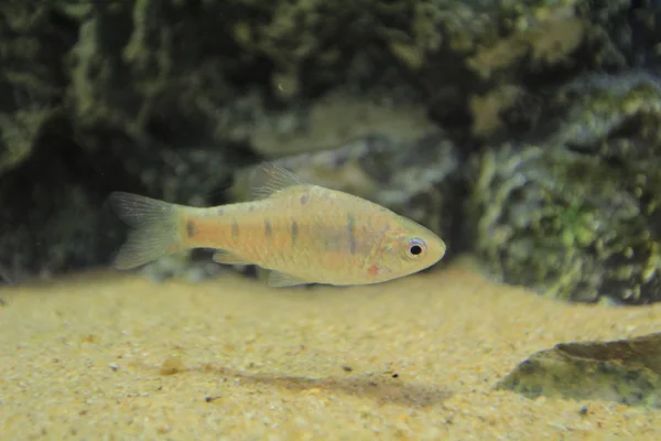 Ikan akuarium dari cina barb — Stok Foto