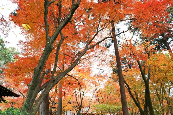 Der Shinsho Gokuraku ji Garten im Herbst — Stockfoto