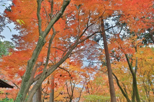 El jardín Shinsho gokuraku ji en otoño —  Fotos de Stock