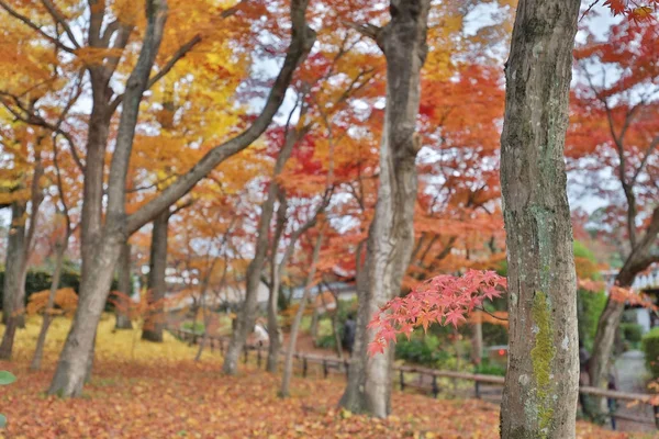 Il giardino di Shinsho gokuraku ji ad autunno — Foto Stock