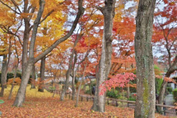 O jardim de Shinsho gokuraku ji no outono — Fotografia de Stock