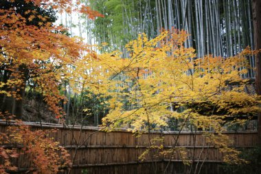 Autam Bahçe Konkai Komyoji Tapınak 