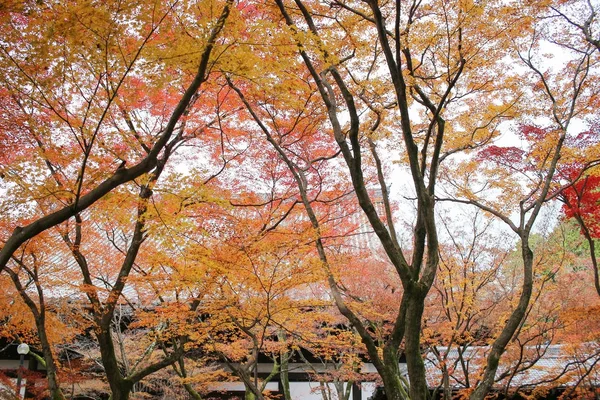 Le jardin Shinsho gokuraku ji à l'automne — Photo