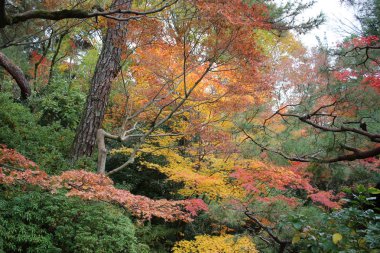 Zen Bahçe gölet, taş, çakıl ve Moss ile