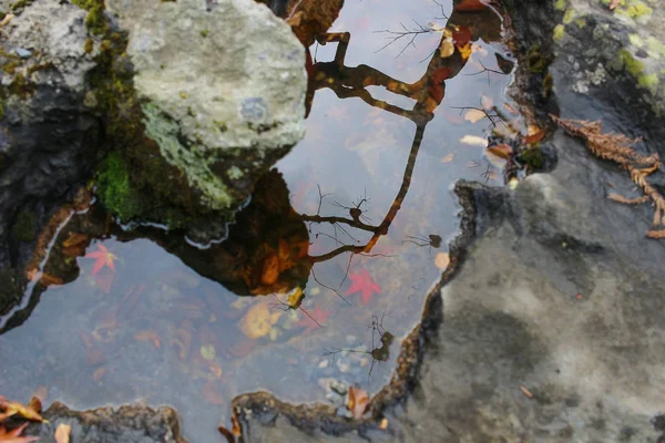 Jardin zen avec étang, rochers, gravier et mousse — Photo