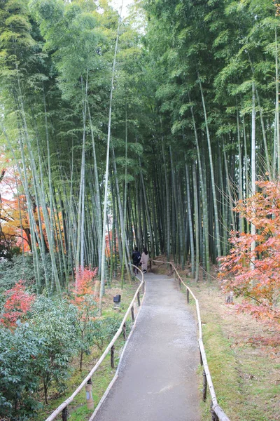 A floresta de bambu no templo Kodai Ji em Kyoto — Fotografia de Stock