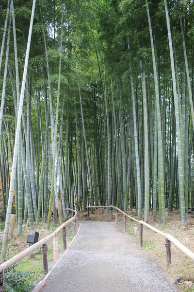 A floresta de bambu no templo Kodai Ji em Kyoto — Fotografia de Stock