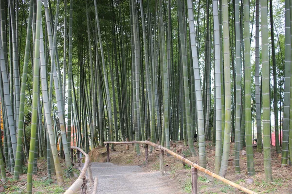 京都の高台寺の竹林 — ストック写真