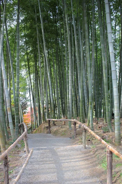 Der Bambuswald in kodai ji-Tempel in kyoto — Stockfoto