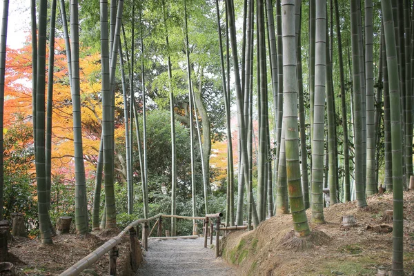 La forêt de bambous du temple Kodai Ji à Kyoto — Photo