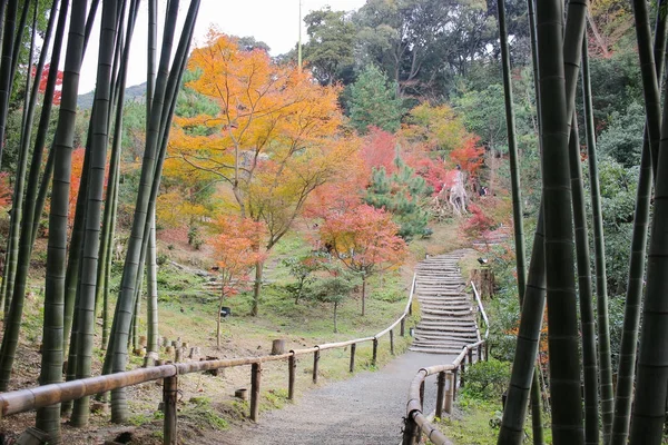 Bambus lesie w Kodai-Ji Rozciągacz w Kioto — Zdjęcie stockowe