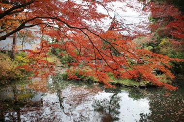 Konkai Komyoji tapınağın bulunduğu sakinleri düşmek 