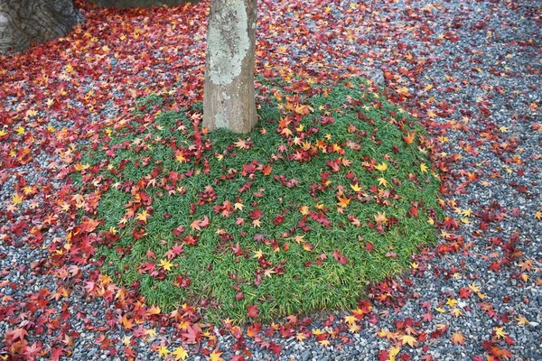 Rote bunte Herbstblätter auf dem Waldboden — Stockfoto