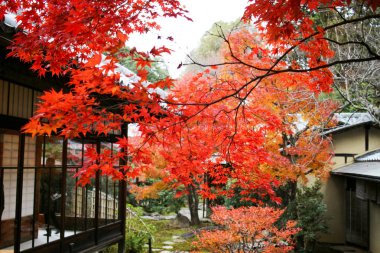 sonbahar Shinnyo do Kyoto tapınakta