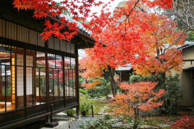 Shinsho gokuraku ji kyoto, sonbahar