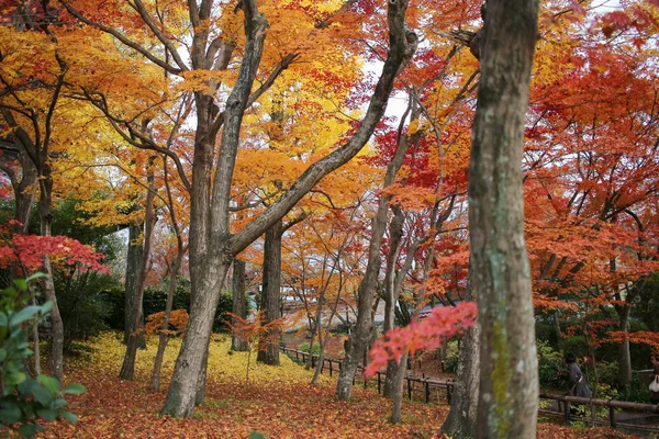 Shinsho gokuraku ji Garden'da sonbahar kyoto — Stok fotoğraf