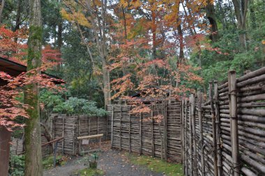 akçaağaç ağaç düşmek sezon, Gio ji Tapınağı