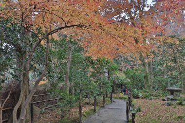 akçaağaç ağaç düşmek sezon, Gio ji Tapınağı