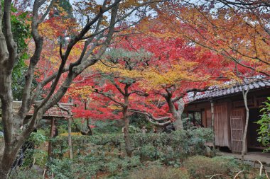 maple da Enrian Tapınağı sonbahar renkleri
