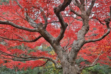 maple da Enrian Tapınağı sonbahar renkleri