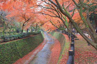 Kitano Tenmangu tapınak sonbahar renkli akçaağaç