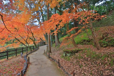 Kitano Tenmangu tapınak sonbahar renkli akçaağaç
