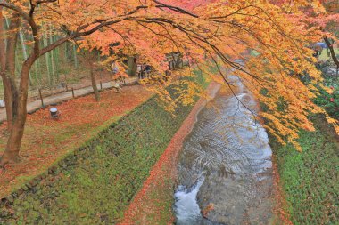 Kitano Tenmangu tapınak sonbahar renkli akçaağaç 
