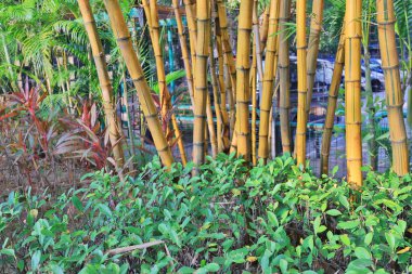 güneş ışığı yeşil Bambu Ormanı