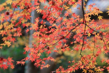 akçaağaç ağaç düşmek sezon, Gio ji Tapınağı