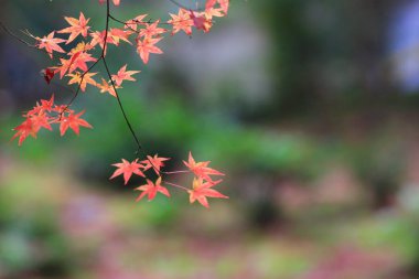 akçaağaç ağaç düşmek sezon, Gio ji Tapınağı