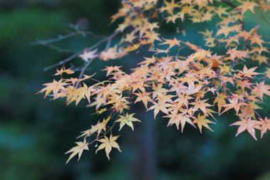 kırmızı akçaağaç terk yeşil ecek tapınak Nison içinde 