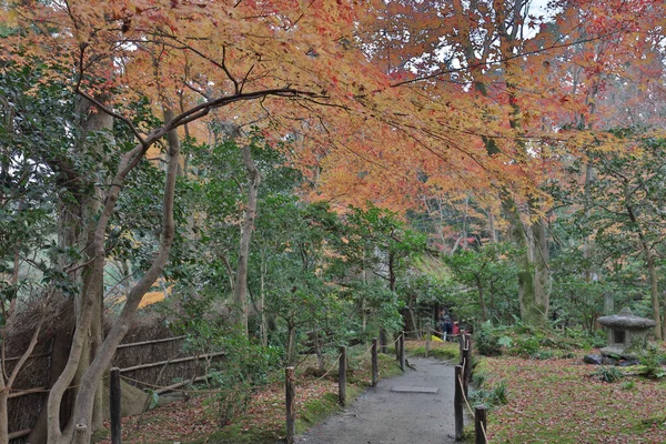 Maple tree осінній сезон, Gio-ji Temple — стокове фото