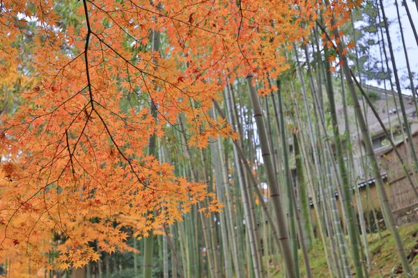 Kitano Kitano tenmangu svatyně v Kyoto.japan — Stock fotografie