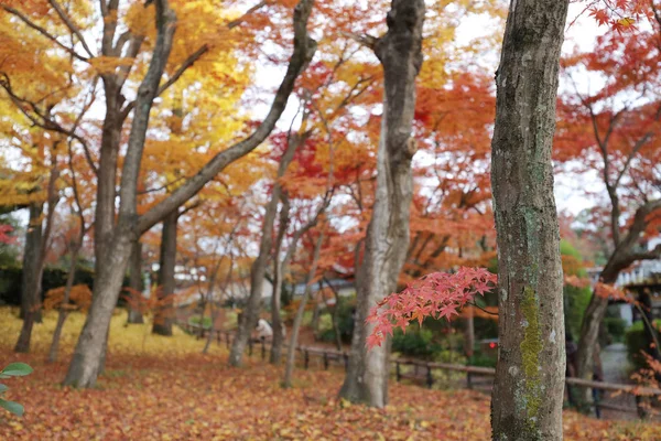 O jardim de Shinsho gokuraku ji no outono — Fotografia de Stock