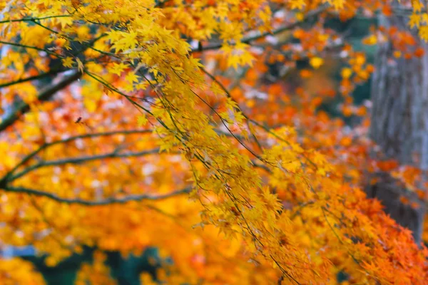 Осенний сезон в Отаги Ненбуцу — стоковое фото