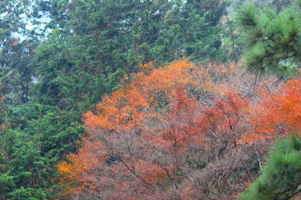 Uma queda seson em Otagi Nenbutsu ji Temple — Fotografia de Stock