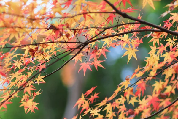 カエデの木秋シーズン、Gio 寺 — ストック写真