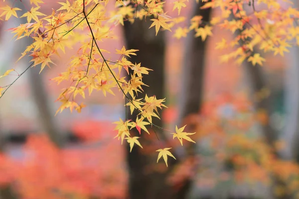 La temporada de otoño del árbol de arce, Templo Gio ji — Foto de Stock