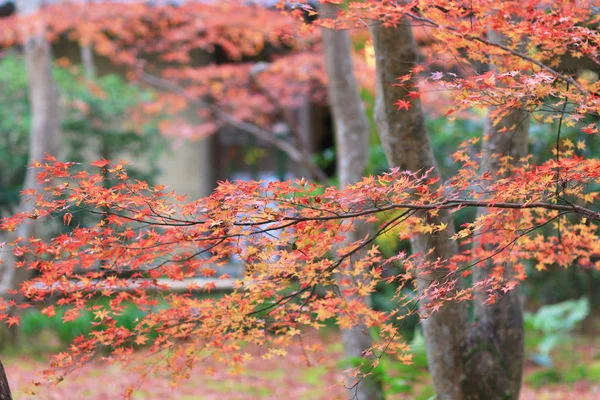 The maple tree fall season, Gio ji Temple — Stock Photo, Image