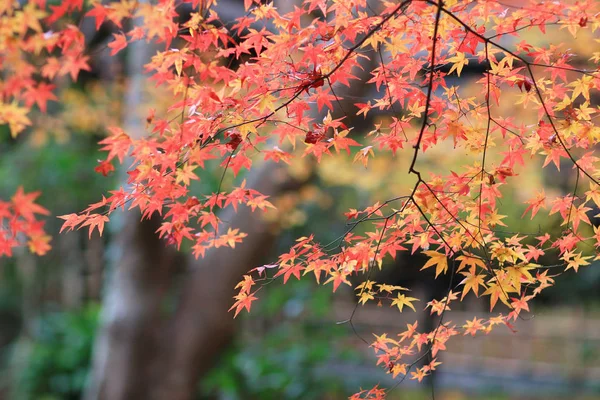 La temporada de otoño del árbol de arce, Templo Gio ji — Foto de Stock