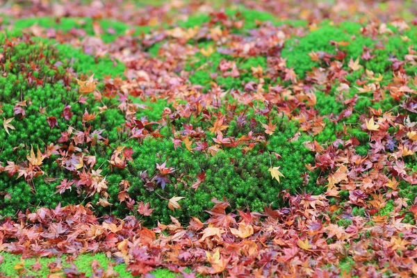 Aceri rossi partono su verde mos gio ji tempio — Foto Stock