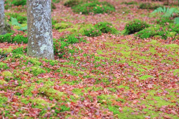 Červená javory ponechat na zelené mos gio ji temple — Stock fotografie