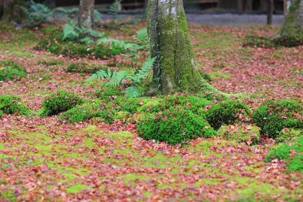 Maçãs vermelhas deixam no templo verde mos gio ji — Fotografia de Stock
