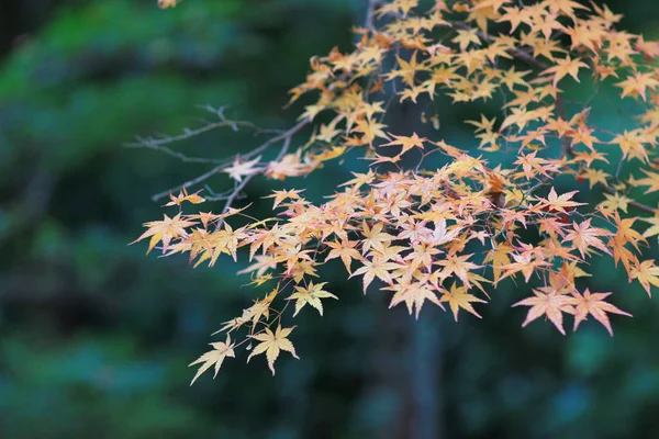 赤もみじまま緑 mos 二尊院の寺 — ストック写真