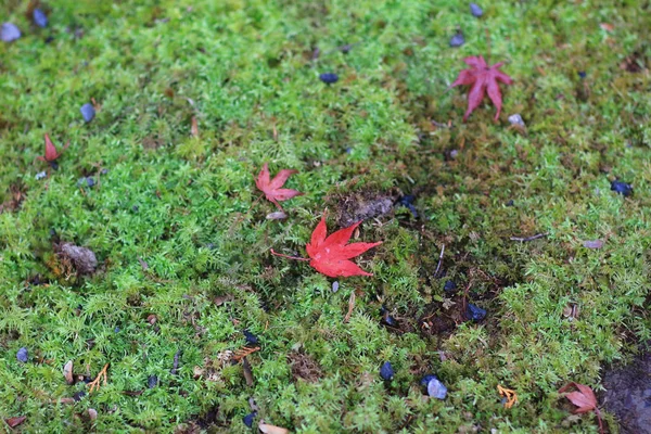 Red maple lämna grönt mos Nison-in Temple — Stockfoto