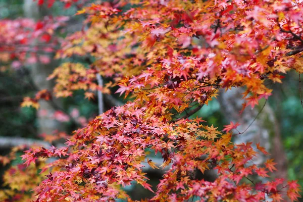 Red maple leave green mos Nison-in Temple — Stock Photo, Image