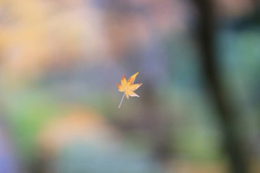 bir akçaağaç terk Nison Tapınağı 