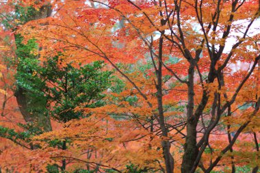 Kitano Kitano tenmangu tapınak Kyoto.japan içinde