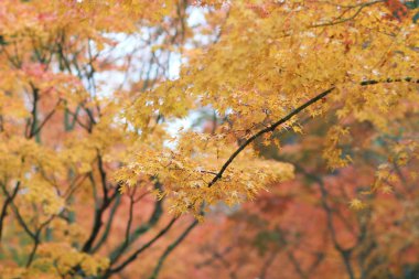 Turuncu akça ağaç sonbahar sezonu, akçaağaç ağaç dalı 